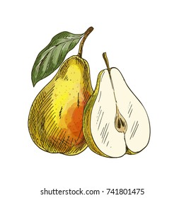 Yellow pear with leaf and half of fruit. Full color realistic sketch vector illustration. Hand drawn painted illustration.