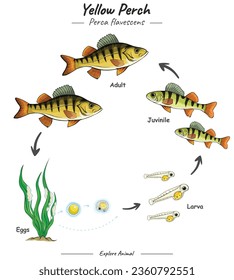 Yellow perch Cycle Infographic Diagram showing different phases and development stages including newborn cub adolescent and adult Yellow perch for biology science education