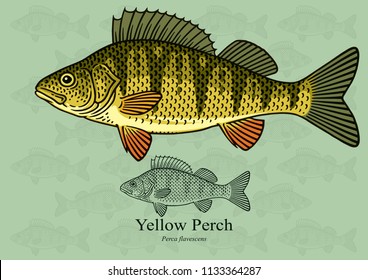 Yellow Perch. Vector illustration with refined details and optimized stroke that allows the image to be used in small sizes (in packaging design, decoration, educational graphics, etc.)