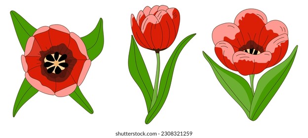 yellow petals tulips flower  set on stem with green leaves flat vector botanical illustration cartoon with outline hand drawn doodle sketch isolated on white background