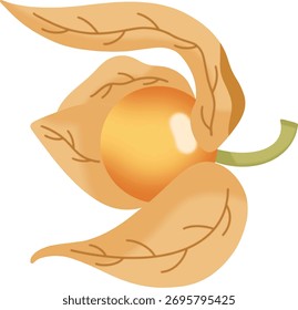 Yellow physalis fruit with brown leaves