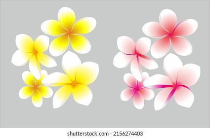 yellow and pink Flower  kamboja vector