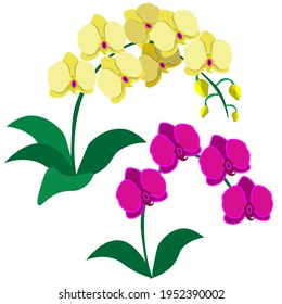  Yellow and pink orchids, isolated on white background. Vector, clipart.