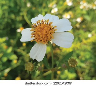 Yellow pistil flowers bloom beautifully in the garden