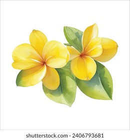 Yellow plumeria flower set. Frangipani. Watercolor botanical illustration. Isolated on a white background. For the design of packaging for cosmet