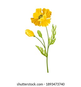 Yellow Poppy Flower with Showy Petals on Green Stem Vector Illustration