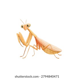 Yellow praying mantis insect standing still