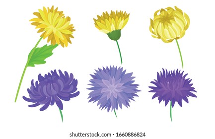 Yellow   Purple Aster Flowers Stems Vector Set