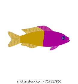 yellow purple fish aquarium exotic fish tropical