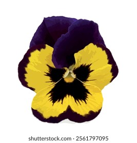 Yellow purple pansy isolated on white background. Illustration. Cortinarius violaceus, violet webcap, violet cort. Pansy viola cornuta tricolor, viola wittrockiana, violaceae, heartsease.
