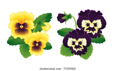 Yellow and purple pansy set eps8