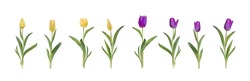 Yellow And Purple Tulips Realistic 3d Big Vector Illustration Set. Colourful Tulips With Leaves Isolated On White. Women Day 8 March Spring Symbol. Bouquet Fresh Shiny Tulips 