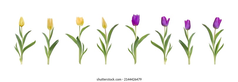 Yellow and purple tulips realistic 3d big vector illustration set. Colourful tulips with leaves isolated on white. Women day 8 march spring symbol. Bouquet fresh shiny tulips 