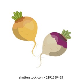 Yellow and purple turnip, flat style vector illustration isolated on white background