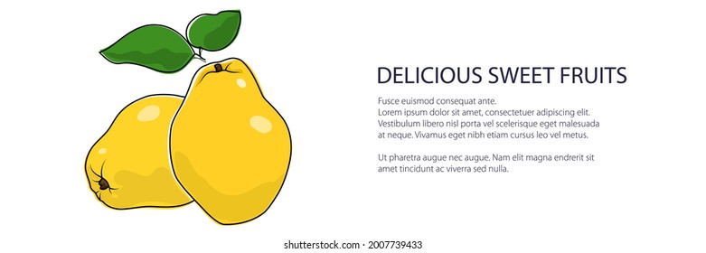 Yellow Quince banner , fruit isolated on white background, vector illustration