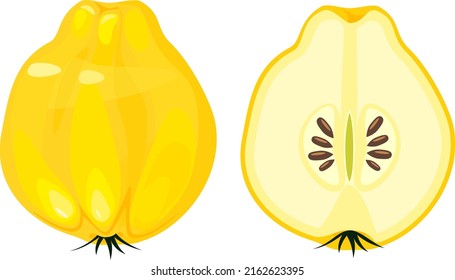 Yellow quince fruits (whole and half cut) isolated on white background