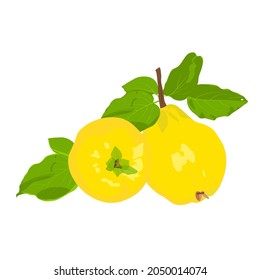 Yellow quince vector illustration with stock. Ripe pear, sweet fruit. large  fruits of Chinese quince with green leaves. Isolated on a white background.