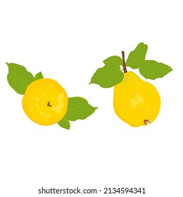 Yellow quince vector illustration with stock. Ripe pear, sweet fruit. large  fruits of Chinese quince with green leaves. Isolated on a white background.