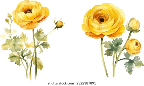 Yellow ranunculus clipart, isolated vector illustration.