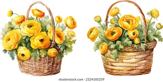 Yellow ranunculus clipart, isolated vector illustration.