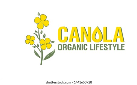 Yellow rape flowers, canola oil - health and beauty. Brassica napus. Vetor Illustration.