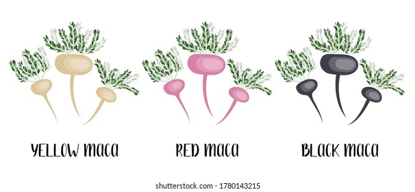 Yellow, red and black maca root. Peruvian ginseng. Lepidium meyenii. Superfood. Healthy organic ingredient. Vector flat illustration