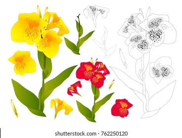 Yellow and Red Canna indica Outline - Canna lily, Indian Shot. Isolated on White Background. Vector Illustration.