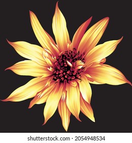 Yellow and red color flower with isolated black background, flower for design, 