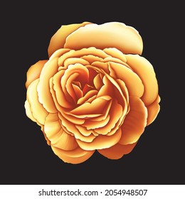 Yellow and red color rose flower with isolated black background, flower for design, 