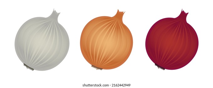 Yellow, red and white onion, banner, flat style vector illustration isolated on white background