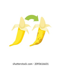 Yellow ripe banana with opened peel and spoiled rotten moldy banana in flat vector illustration isolated on white background. Difference between fresh, healthy fruit and old, unpleasant