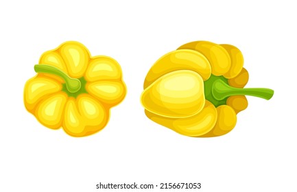 Yellow ripe pepper bell vegetable set vector illustration on white background