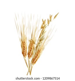Yellow ripe spikelets and grains composition on white background. Delicious pastry. Elements for label design. Vector illustration. Cereals ingredients in triangulation technique. Cereals low poly. 