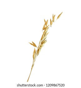 Yellow ripe spikelets and grains composition on white background. Delicious pastry. Elements for label design. Vector illustration. Cereals ingredients in triangulation technique. Cereals low poly. 