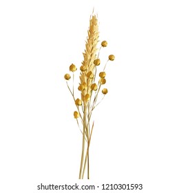 Yellow ripe spikelets and grains composition on white background. Delicious pastry. Elements for label design. Vector illustration. Cereals ingredients in triangulation technique. Cereals low poly. 