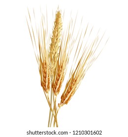 Yellow ripe spikelets and grains composition on white background. Delicious pastry. Elements for label design. Vector illustration. Cereals ingredients in triangulation technique. Cereals low poly. 