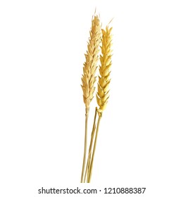 Yellow ripe spikelets and grains composition on white background. Delicious pastry. Elements for label design. Vector illustration. Cereals ingredients in triangulation technique. Cereals low poly. 