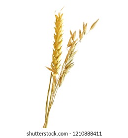 Yellow ripe spikelets and grains composition on white background. Delicious pastry. Elements for label design. Vector illustration. Cereals ingredients in triangulation technique. Cereals low poly. 
