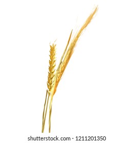 Yellow ripe spikelets and grains composition on white background. Delicious pastry. Elements for label design. Vector illustration. Cereals ingredients in triangulation technique. Cereals low poly. 