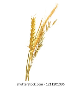 Yellow ripe spikelets and grains composition on white background. Delicious pastry. Elements for label design. Vector illustration. Cereals ingredients in triangulation technique. Cereals low poly. 