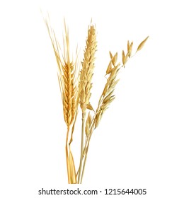 Yellow ripe spikelets and grains composition on white background. Delicious pastry. Elements for label design. Vector illustration. Cereals ingredients in triangulation technique. Cereals low poly. 