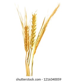 Yellow ripe spikelets and grains composition on white background. Delicious pastry. Elements for label design. Vector illustration. Cereals ingredients in triangulation technique. Cereals low poly. 