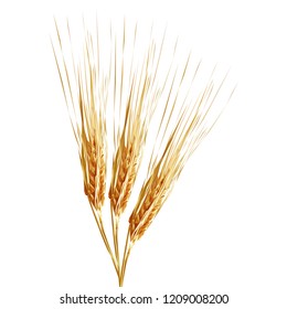 Yellow ripe spikelets and grains of wheat composition on white background. Delicious and healthy dinner. Elements for label design. Vector illustration. Cereals ingredients in triangulation technique.
