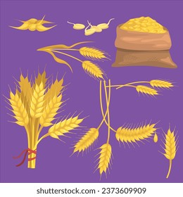 yellow ripe wheat bunch spikes grains flat item setvector design illustration