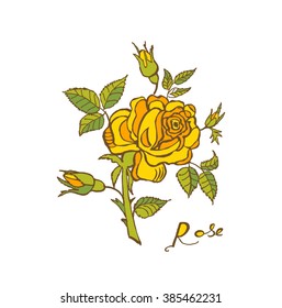 Yellow rose card, isolated over white. Vector illustration. Drawing, engraving. Freehand drawing.