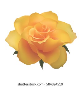 yellow rose. flower.