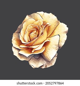 Yellow rose Flower isolated on a black background. vector digital flower 