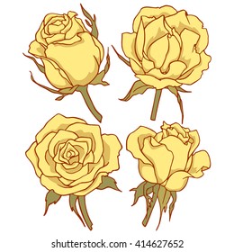 Yellow rose flowers, colored vector images