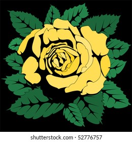 yellow rose on black background