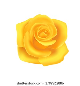 rosa amarillo sobre fondo blanco, aísla flores para decorar. Objeto vector.